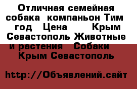 Отличная семейная собака- компаньон Тим. 1 год › Цена ­ 1 - Крым, Севастополь Животные и растения » Собаки   . Крым,Севастополь